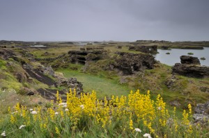 Landscape view at Myvatn.